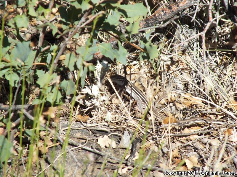 Gila Spotted Whiptail (Aspidoscelis flagellicauda)