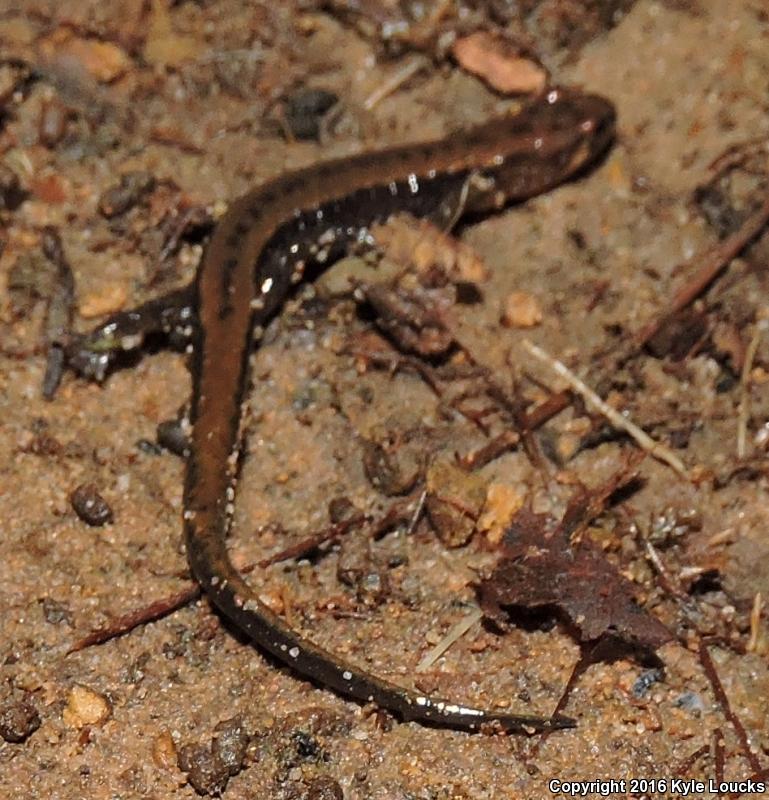 Allegheny Mountain Dusky Salamander (Desmognathus ochrophaeus)