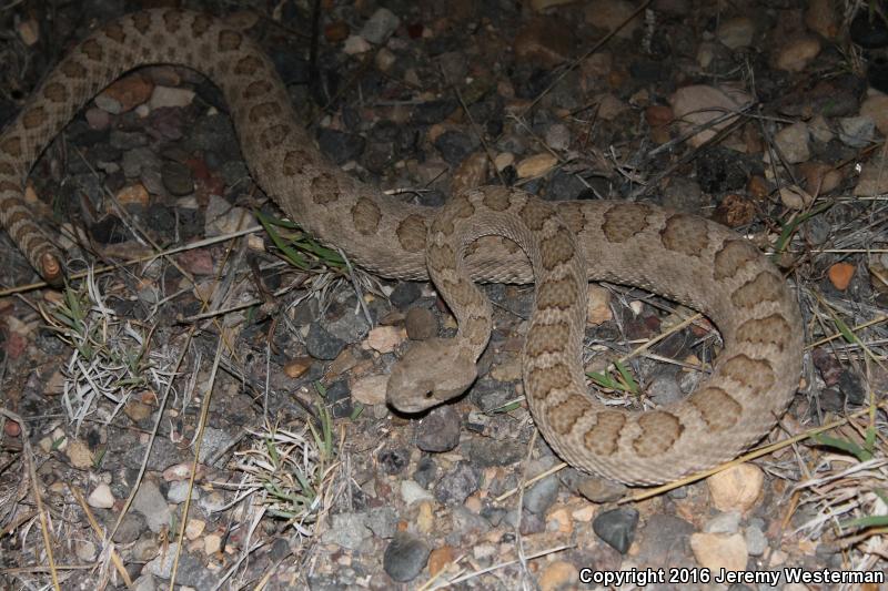 Grand Canyon Rattlesnake (Crotalus oreganus abyssus)