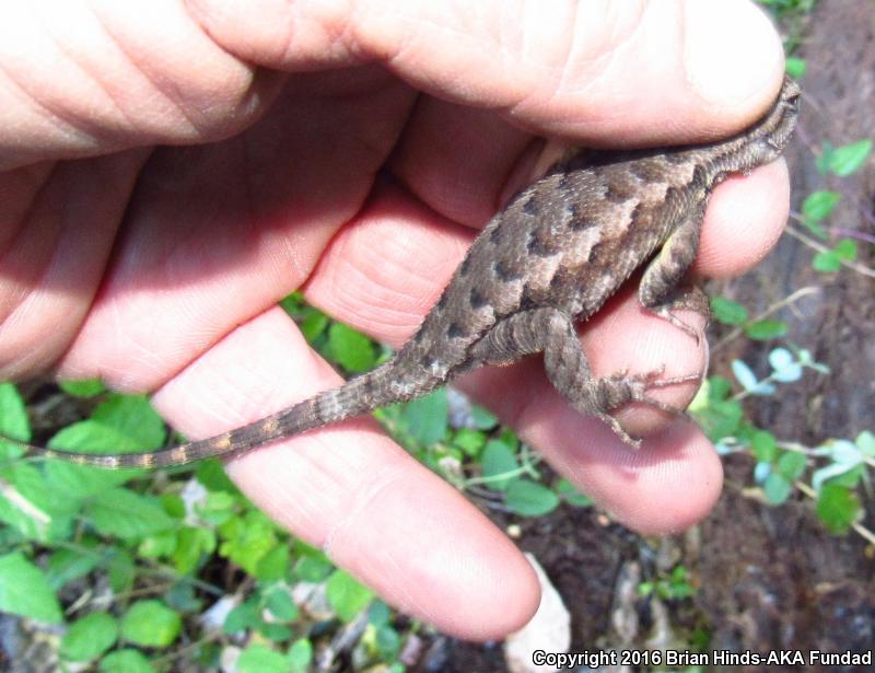 NorthWestern Fence Lizard (Sceloporus occidentalis occidentalis)