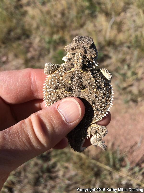 Greater Short-horned Lizard (Phrynosoma hernandesi)