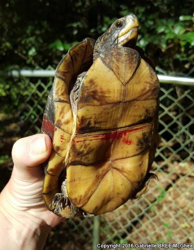 Florida Box Turtle (Terrapene carolina bauri)