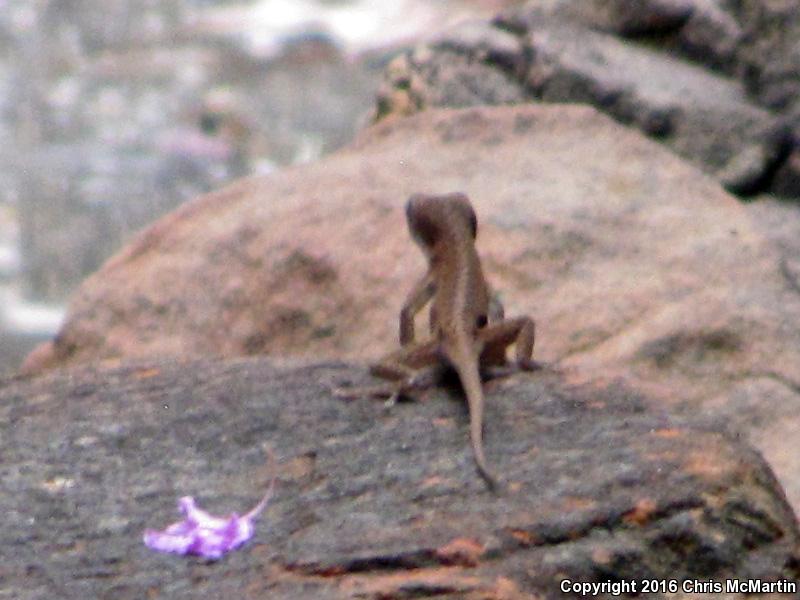 Northern Green Anole (Anolis carolinensis carolinensis)