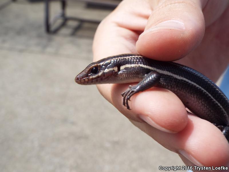 Southeastern Five-lined Skink (Plestiodon inexpectatus)