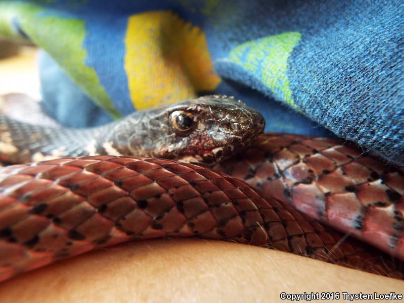 Red Racer (Coluber flagellum piceus)