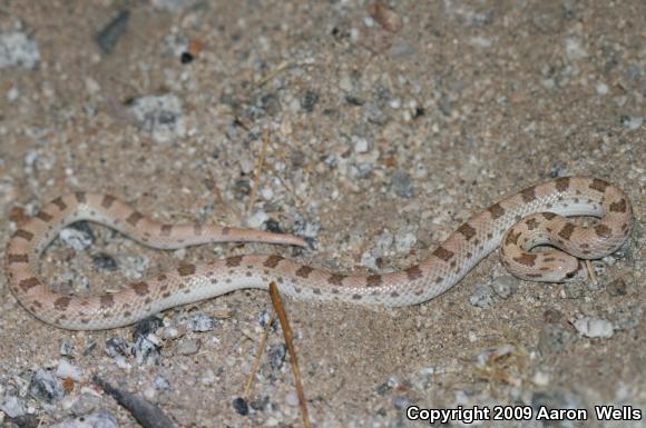 Spotted Leaf-nosed Snake (Phyllorhynchus decurtatus)