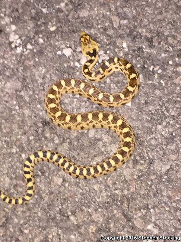 Great Basin Gopher Snake (Pituophis catenifer deserticola)