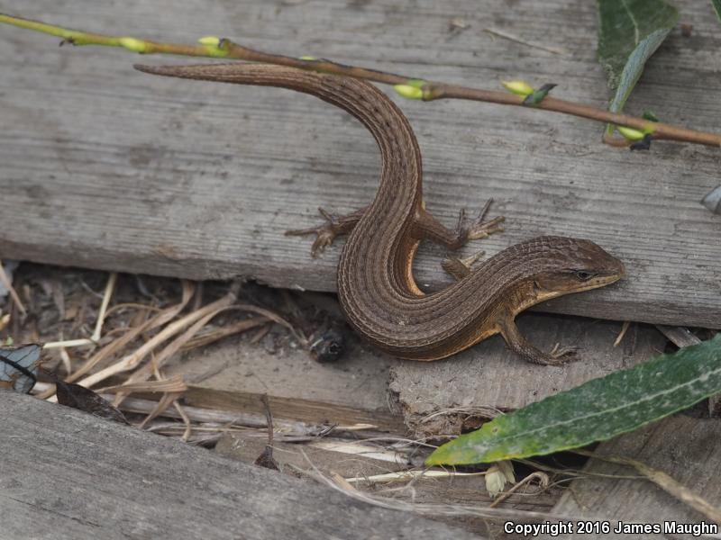 San Francisco Alligator Lizard (Elgaria coerulea coerulea)