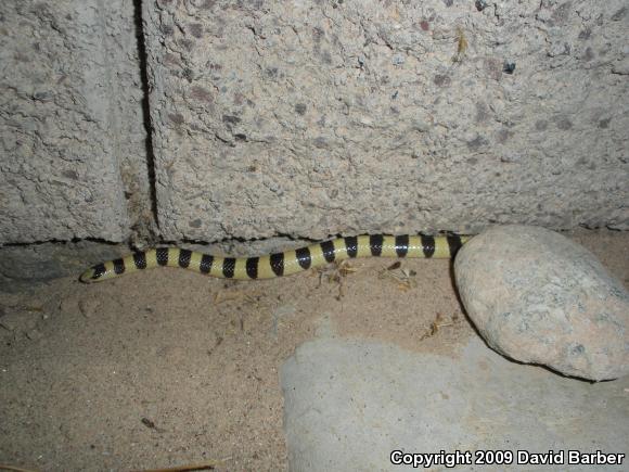 Mojave Shovel-nosed Snake (Chionactis occipitalis occipitalis)