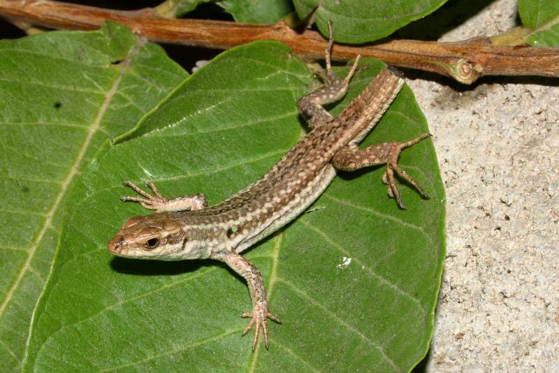 Italian Wall Lizard (Podarcis sicula)