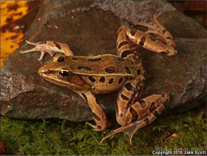 Atlantic Coast Leopard Frog (Lithobates kauffeldi)