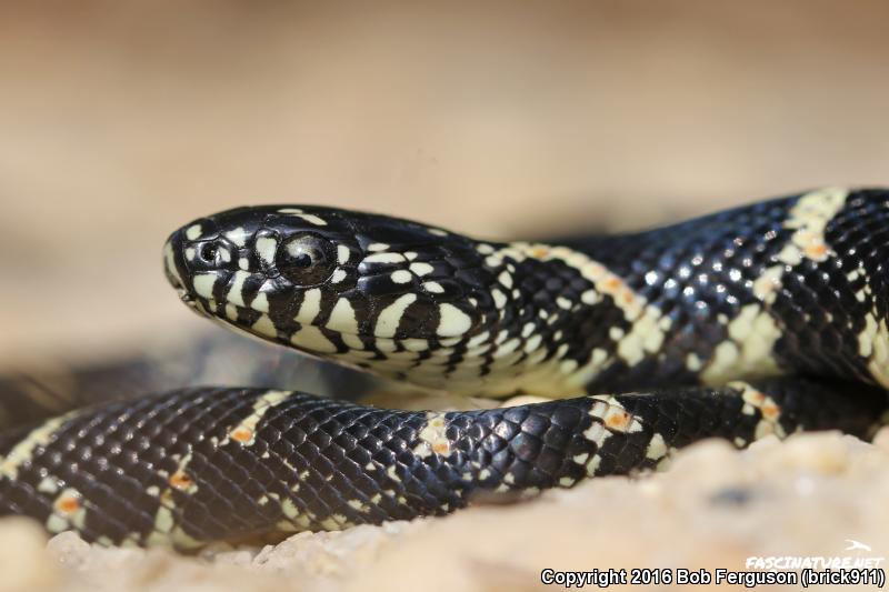 Eastern Kingsnake (Lampropeltis Getula Getula)