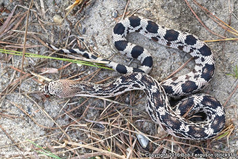 Northern Pinesnake (Pituophis melanoleucus melanoleucus)