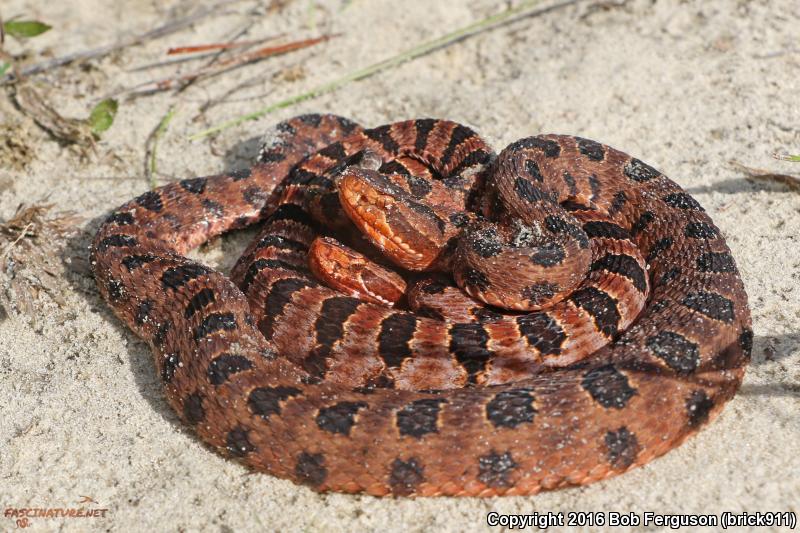 Carolina Pigmy Rattlesnake (Sistrurus miliarius miliarius)