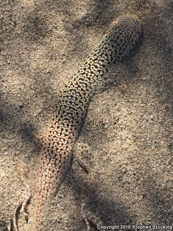 Mojave Fringe-toed Lizard (Uma scoparia)