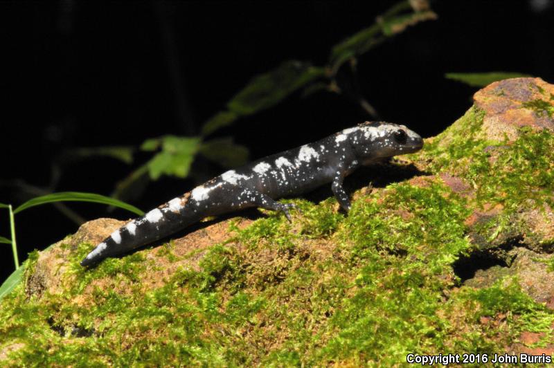 Marbled Salamander (Ambystoma opacum)