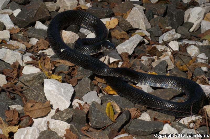 Black Kingsnake (Lampropeltis Getula Nigra)