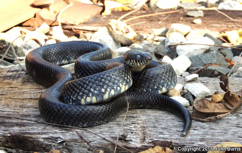 Black Kingsnake (Lampropeltis Getula Nigra)