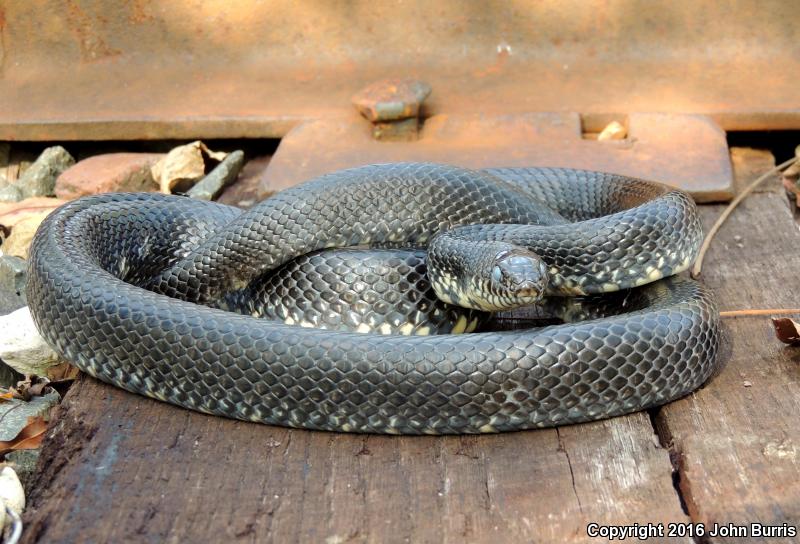 Black Kingsnake (Lampropeltis Getula Nigra)