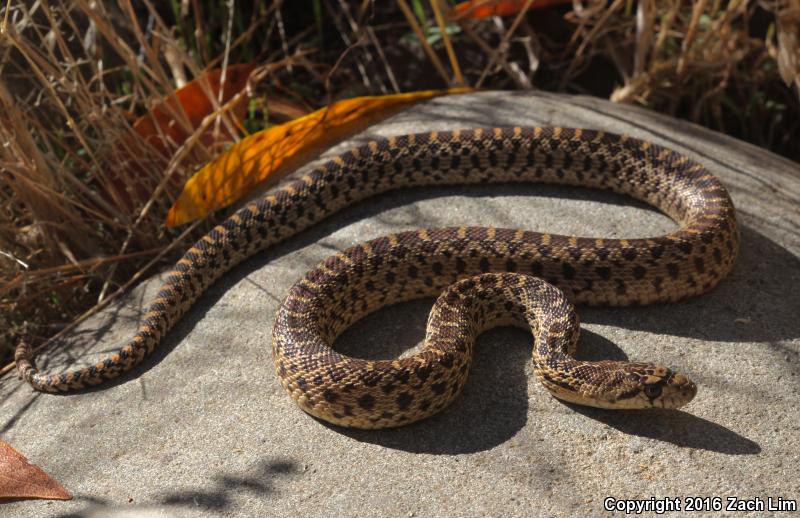 Pacific Gopher Snake (Pituophis catenifer catenifer)