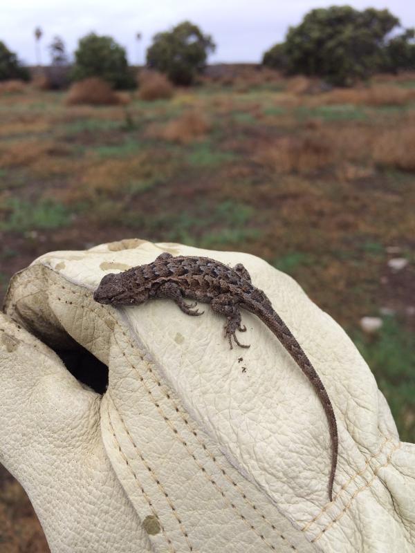 Western Side-blotched Lizard (Uta stansburiana elegans)