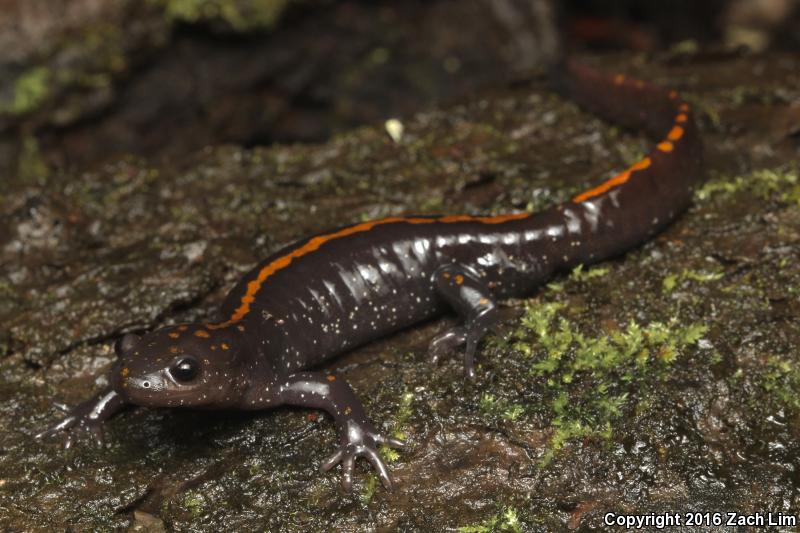 Santa Cruz Long toed Salamander Ambystoma macrodactylum croceum