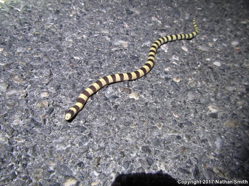 Mojave Shovel-nosed Snake (Chionactis occipitalis occipitalis)