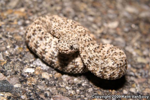 Southwestern Speckled Rattlesnake (Crotalus mitchellii pyrrhus)