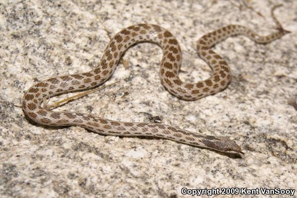 Desert Nightsnake (Hypsiglena chlorophaea deserticola)