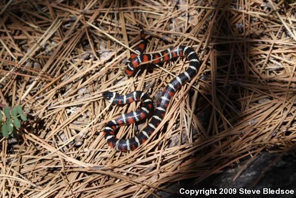 San Diego Mountain Kingsnake (Lampropeltis zonata pulchra)