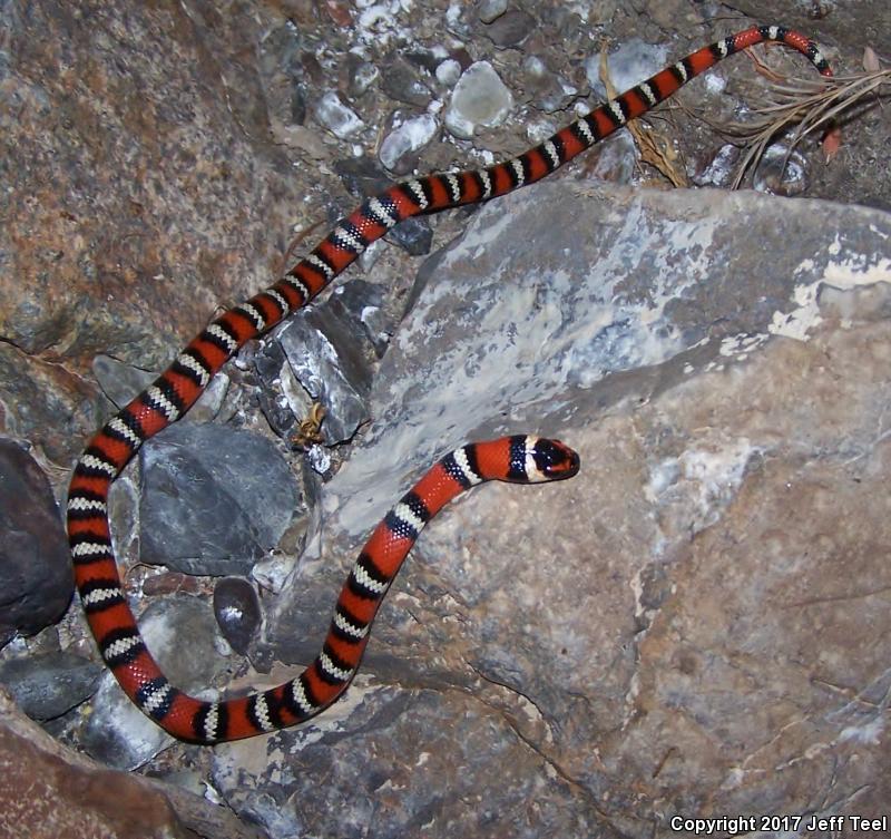 San Diego Mountain Kingsnake (Lampropeltis zonata pulchra)