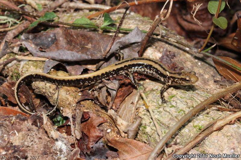 Three-lined Salamander (Eurycea guttolineata)