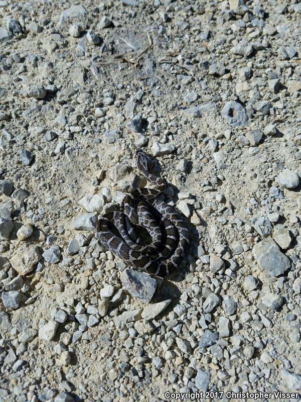 Great Plains Ratsnake (Pantherophis emoryi)