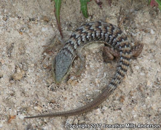 San Diego Alligator Lizard (Elgaria multicarinata webbii)