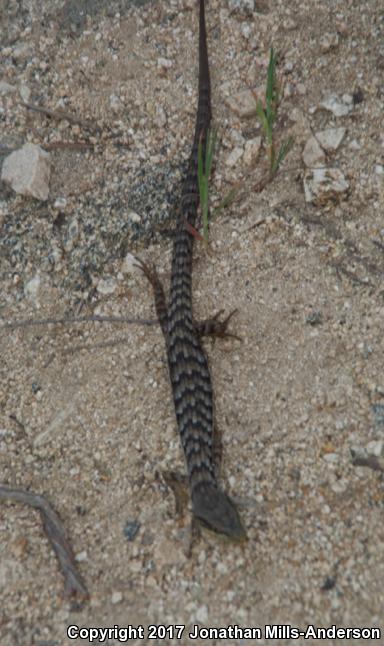 San Diego Alligator Lizard (Elgaria multicarinata webbii)