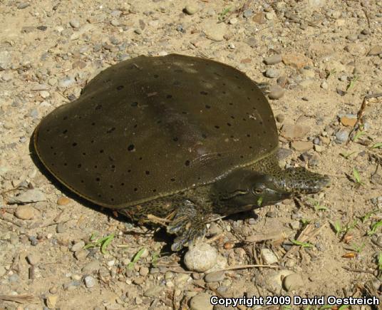 Eastern Spiny Softshell (Apalone spinifera spinifera)