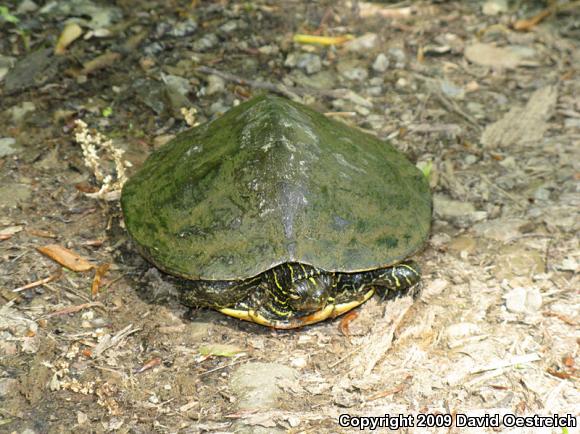 Northern Map Turtle (Graptemys geographica)