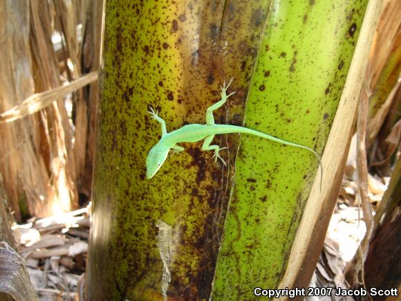 Northern Green Anole (Anolis carolinensis carolinensis)