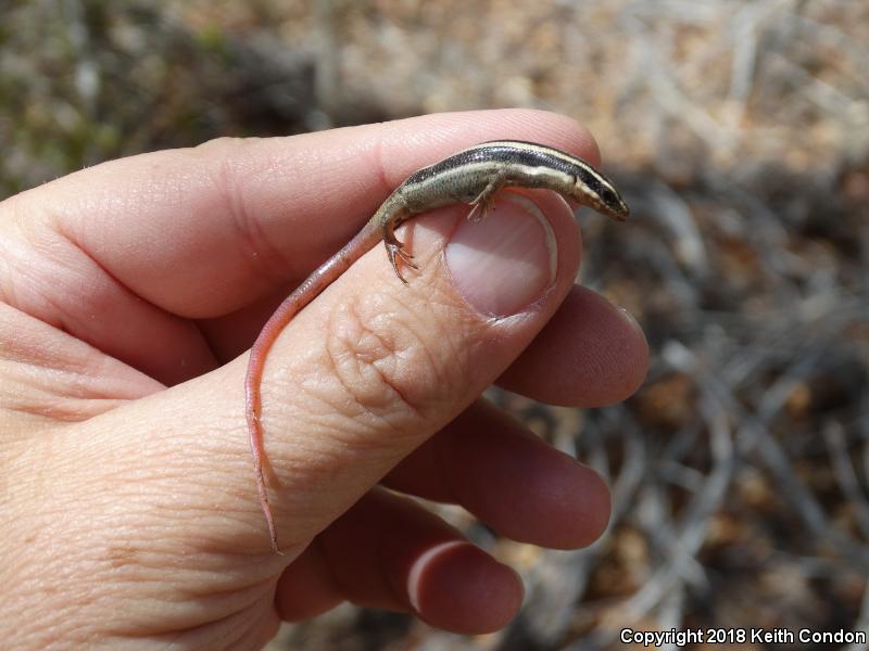 Gilbert's Skink (Plestiodon gilberti)