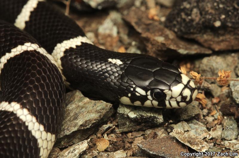 California Kingsnake (Lampropeltis getula californiae)