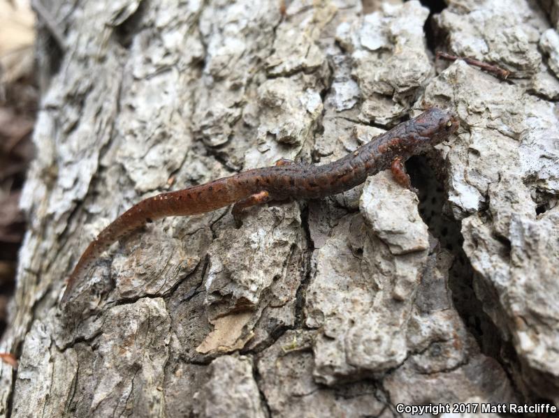 Four-toed Salamander (Hemidactylium scutatum)