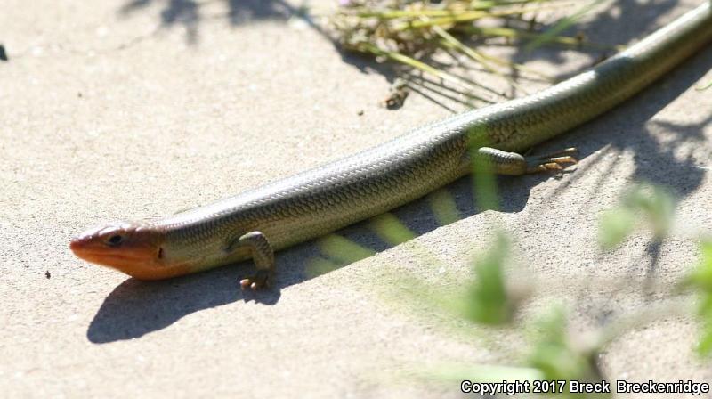 Gilbert's Skink (Plestiodon gilberti)