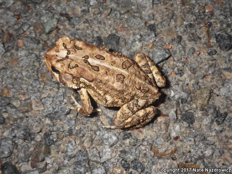 Southern Toad (Anaxyrus terrestris)