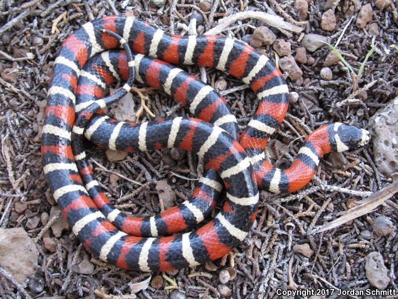 Utah Mountain Kingsnake (Lampropeltis pyromelana infralabialis)