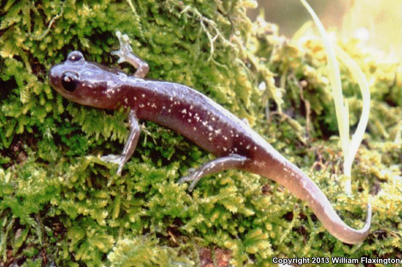 Arboreal Salamander (Aneides lugubris)