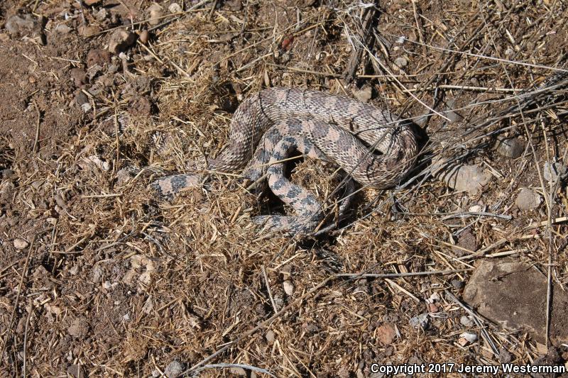 Great Basin Gopher Snake (Pituophis catenifer deserticola)