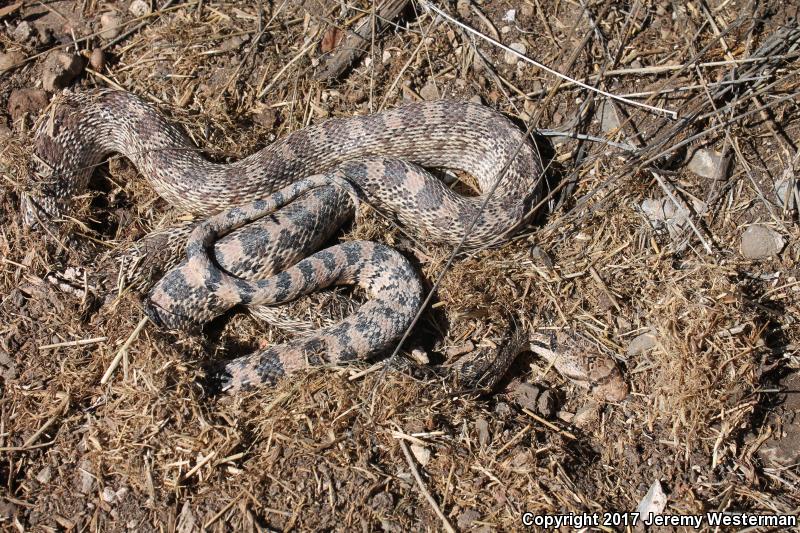 Great Basin Gopher Snake (Pituophis Catenifer Deserticola)