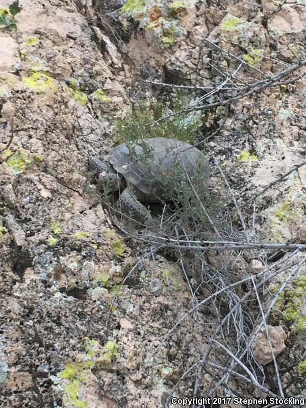 Desert Tortoise (gopherus Agassizii)