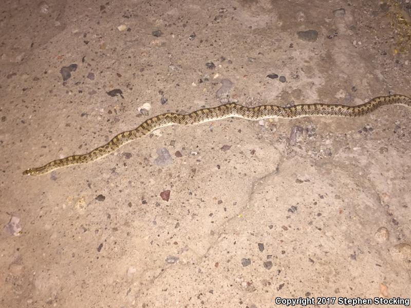 Mojave Glossy Snake (Arizona elegans candida)