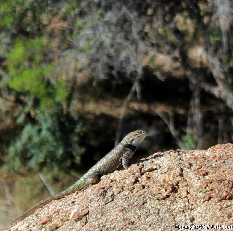 Desert Spiny Lizard (Sceloporus magister)